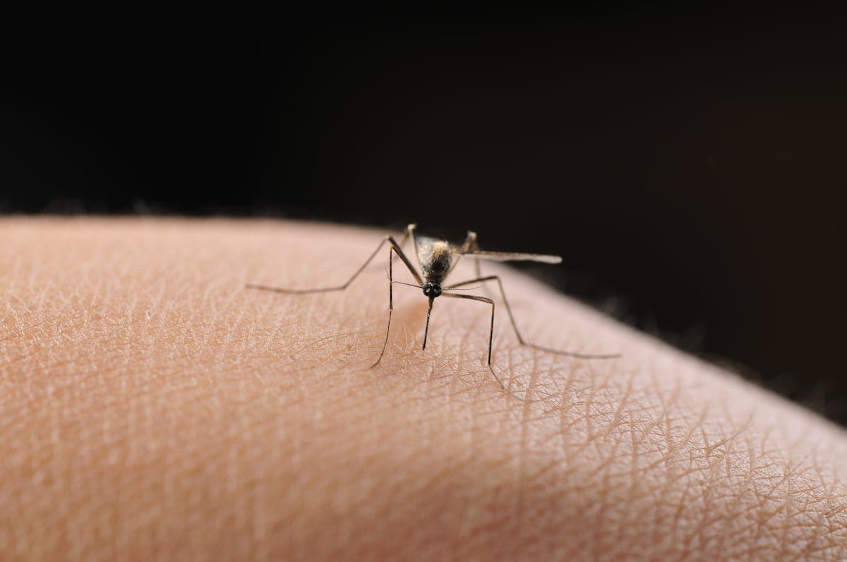 El arma secreta con la que los mosquitos están ganando la guerra a los humanos: sortear los insecticidas