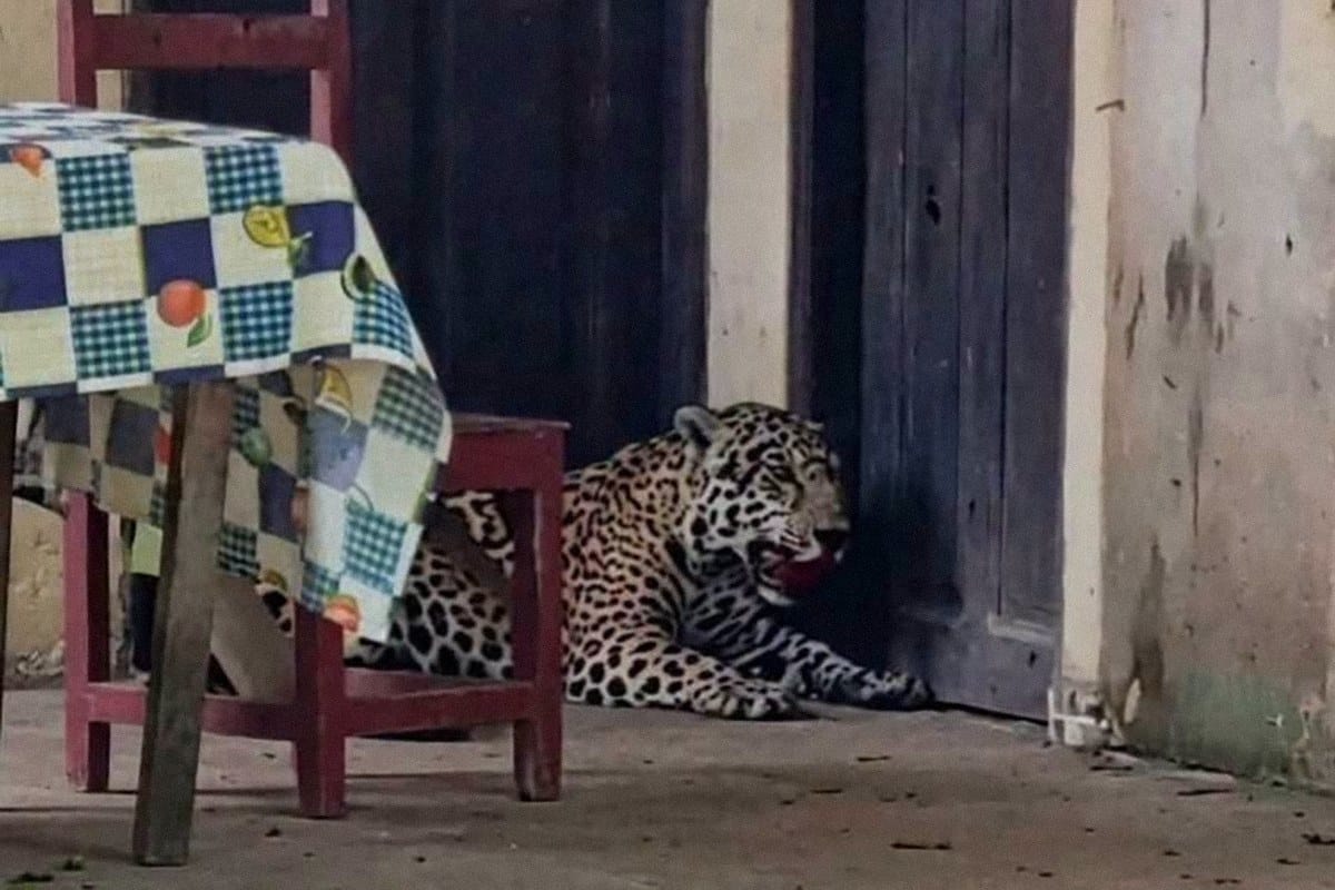 Enviado a la cárcel un hombre por la muerte y mutilación de un jaguar en Bolivia