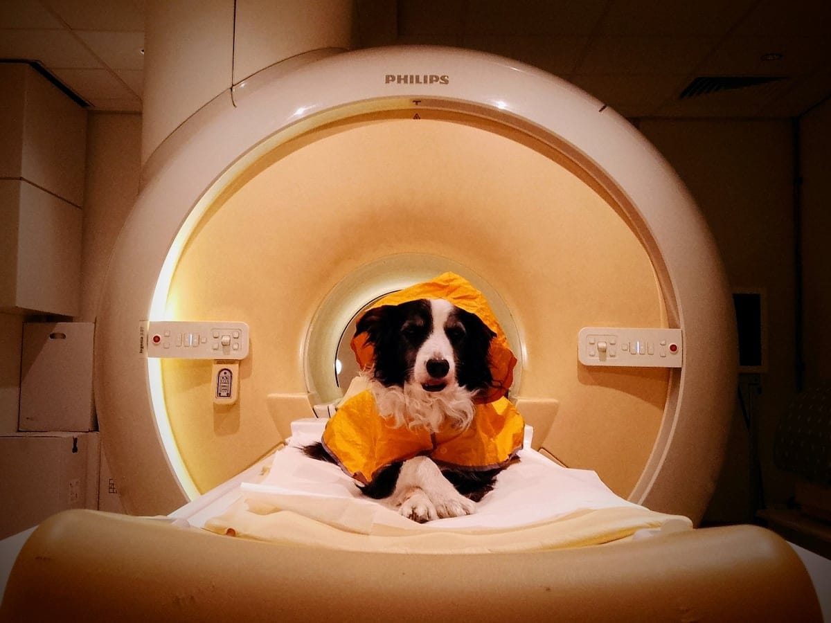 Perros pueden distinguir entre emociones humanas como felicidad, miedo y tristeza