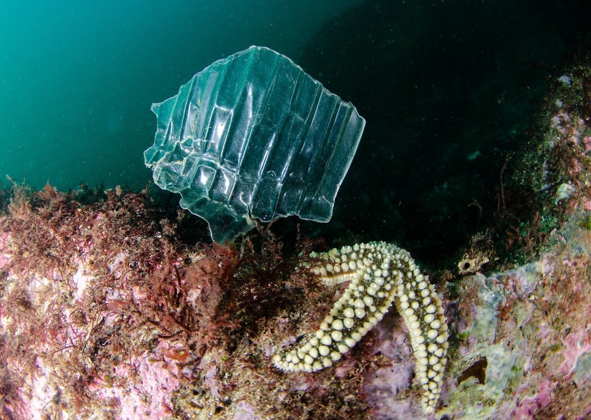 Bienvenidos a la plastisfera, el reino de los microbios del plástico: “Es un nuevo ecosistema en el planeta”