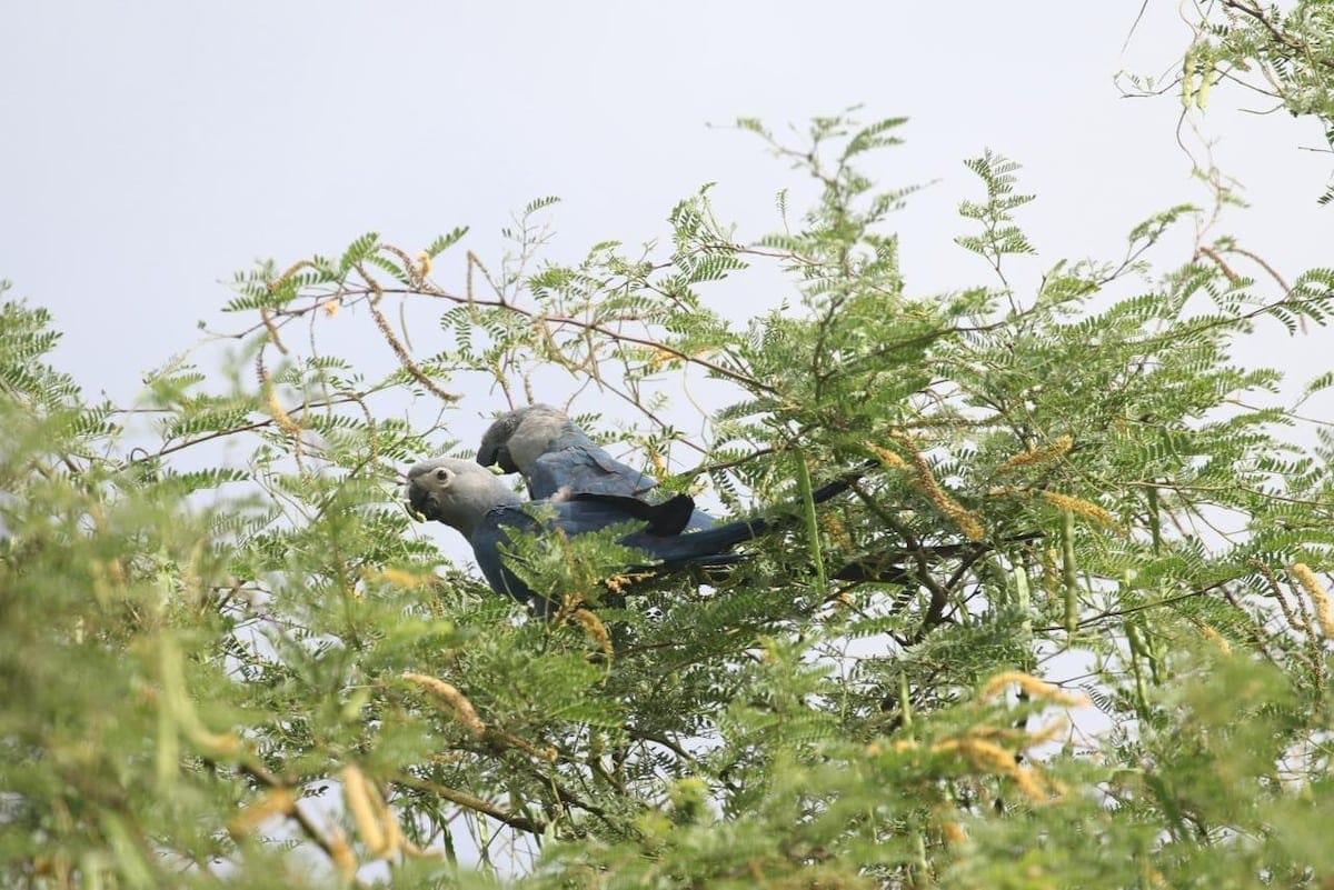 Brasil actualiza lista de especies en peligro de extinción
