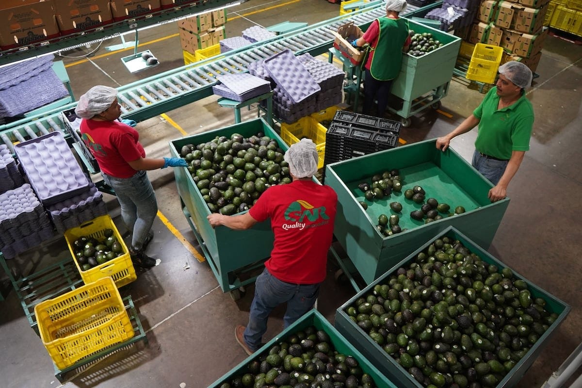 Estados Unidos frena la exportación de aguacate desde México por la violencia en Michoacán