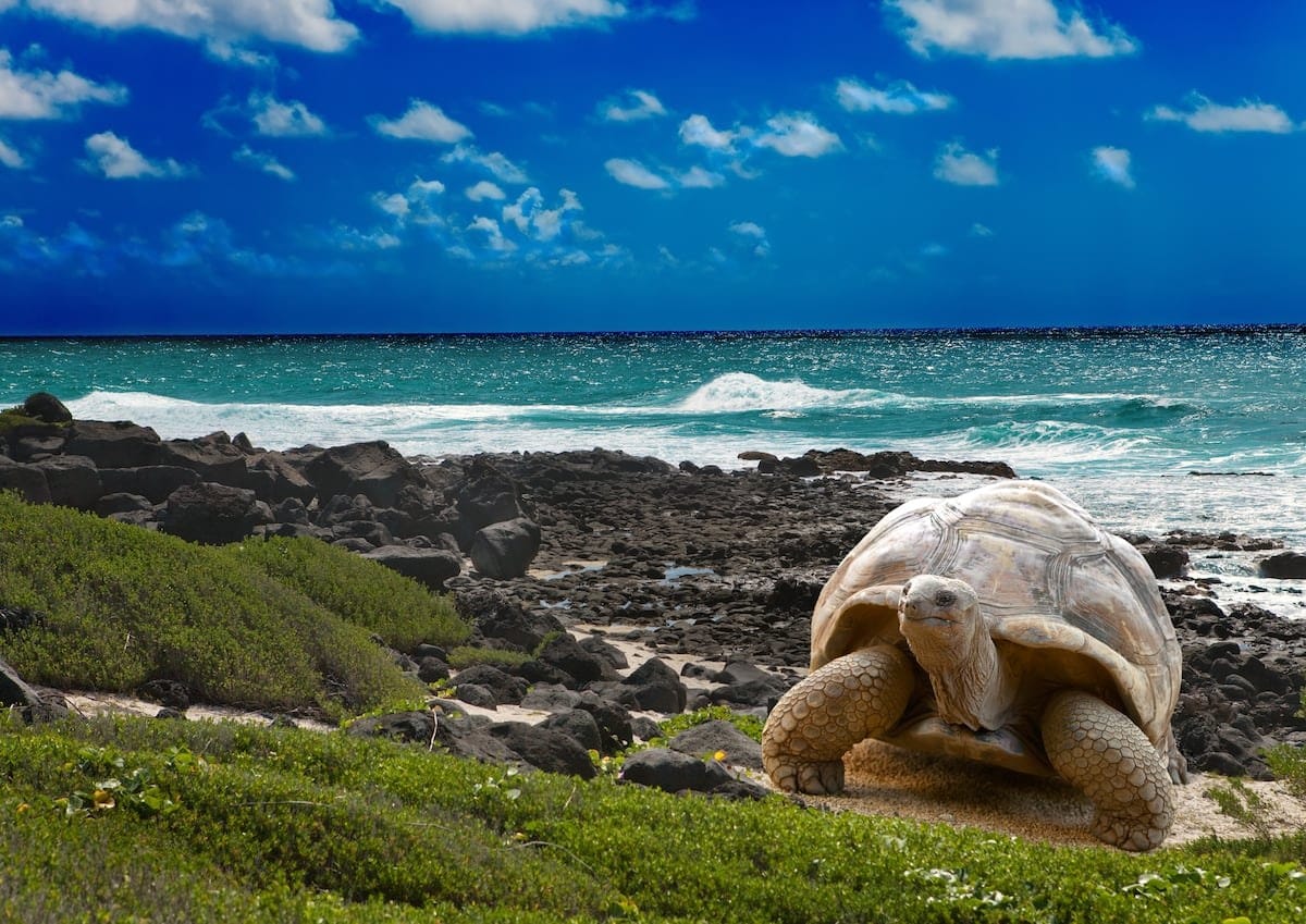 Tráfico ilícito de iguanas y tortugas en Galápagos: una amenaza creciente
